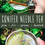 Top picture is a clear glass mug of water with conifer needles and a cinnamon stick with a natural background of greens. Bottom picture is a top view of the mug with conifer needle tea, water with conifer needles, and a natural dark brown dirt in the background. In the middle is an olive green banner with white lettering saying "conifer needle tea" and below, "pine, fir, spruce, hemlock."